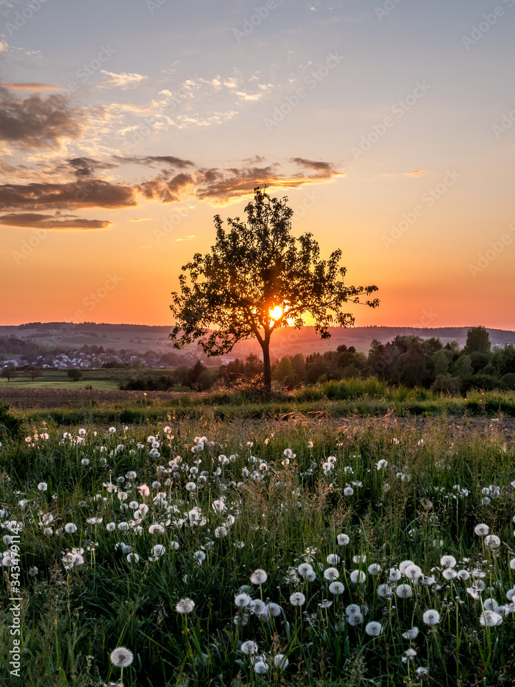 custom made wallpaper toronto digitalBaum und Pusteblumen im Sonnenuntergang