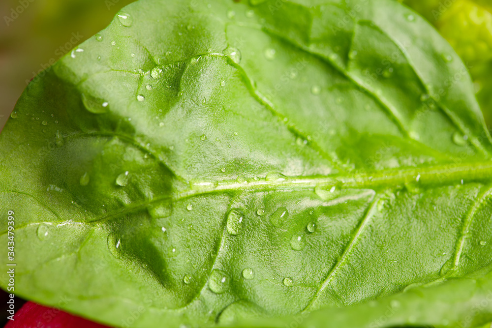 fresh salad leaf with water drops fresh salad leaf with water drops