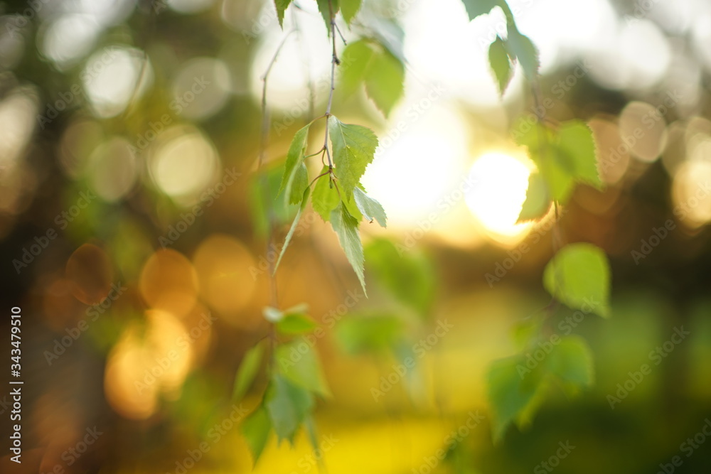 Young birch tree leaves on the branches. Spring garden with sun at sunset. Selective focus. Natural background Young birch tree leaves on the branches. Spring garden with sun at sunset. Selective focus. Natural background