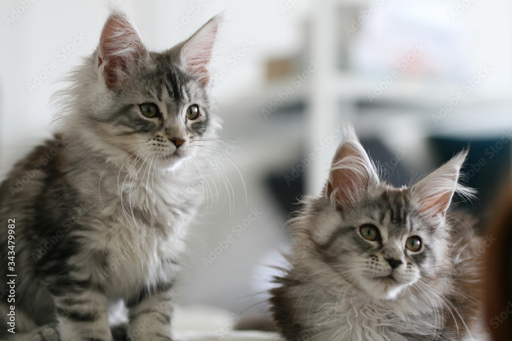 two maine coon cats