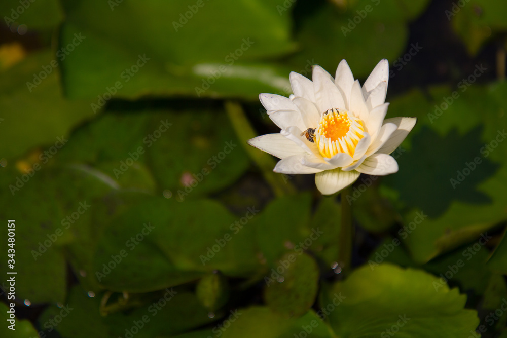 white waterlily in a pond with honey bees gathering pollen white waterlily in a pond with honey bees gathering pollen