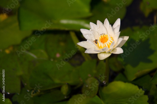 white  waterlily in a pond with  honey bees gathering pollen 