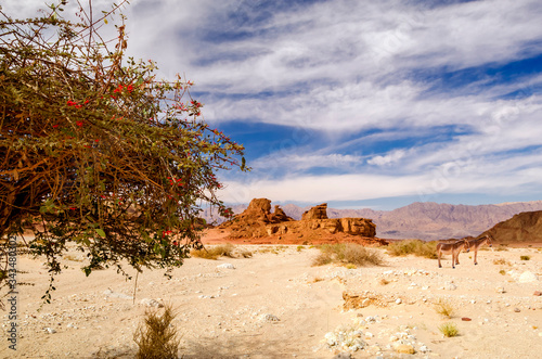 Geological nature park Timna combines beautiful scenery with unique geology, variety of sport and family activities, the park is located 25 km north of Eilat - famous tourist resort city in Israel