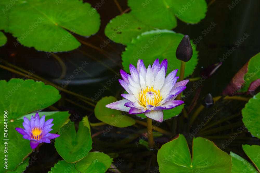 white and purple lotus flowers in a pond white and purple lotus flowers in a pond