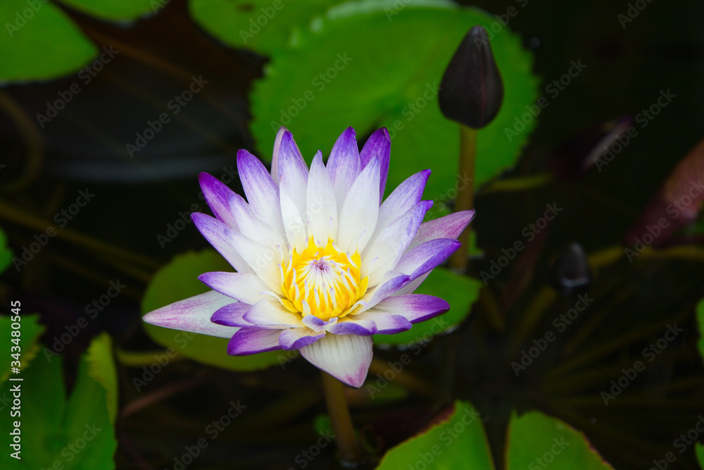 large white and purple water Lily flower in a pond