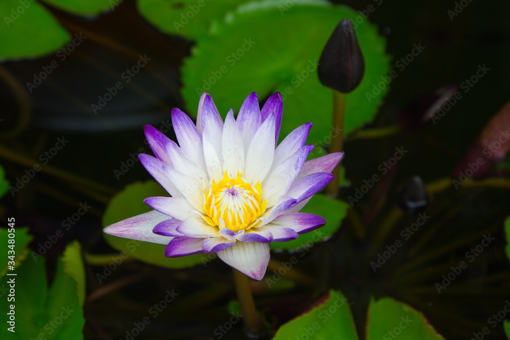 large white and purple water Lily flower in a pond large white and purple water Lily flower in a pond