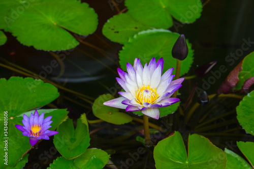 white and purple lotus flowers in a pond