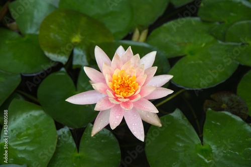 large pink water Lily flower in a pond. petals with water drops