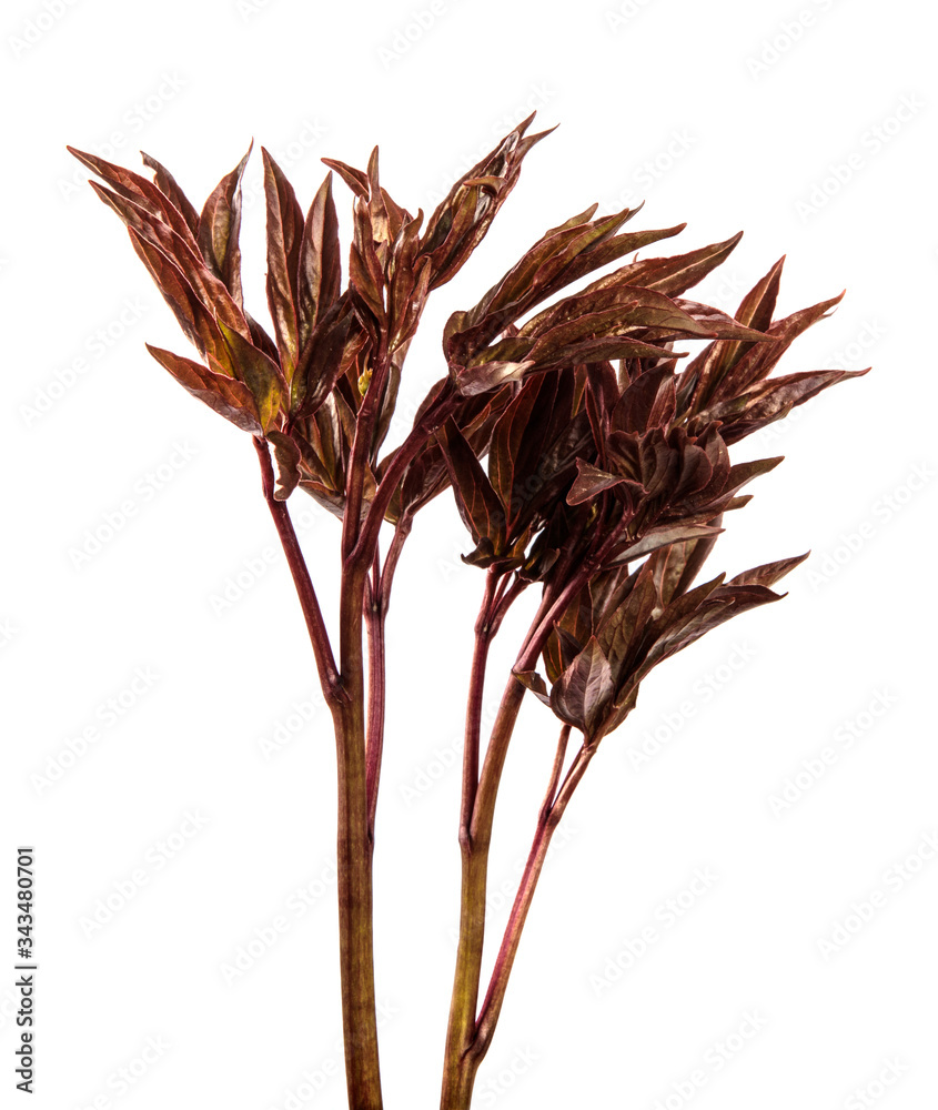 Obraz premium young sprouts from a peony bush. on white background
