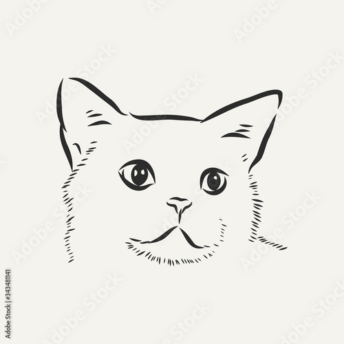 Fototapeta Naklejka Na Ścianę i Meble -  domestic cat, realistic vector sketch illustration, the sign of the cat