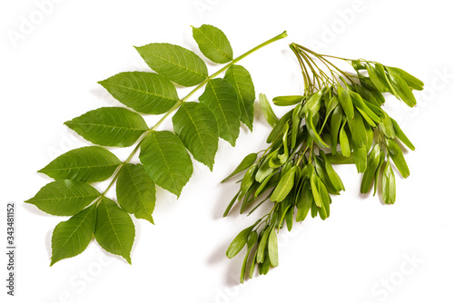 Ash branch and fruits photo