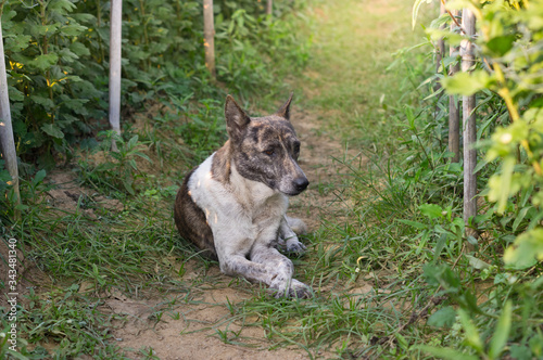 Native dog sitting on farm or countryside.