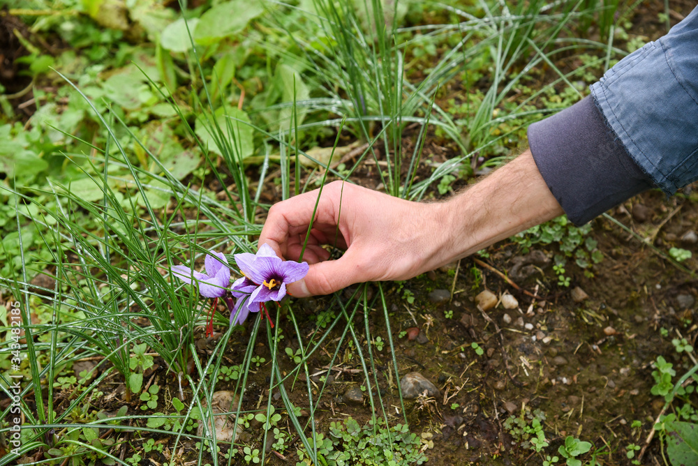 Man reaching down to pick purple saffron flowers Man reaching down to pick purple saffron flowers