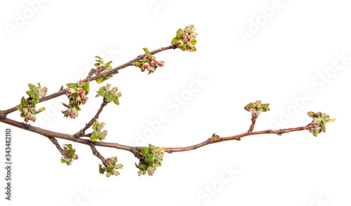flowering branch of apple tree with flowers and leaves. on white background