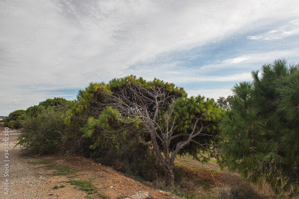 trees with fresh leaves against sky and clouds