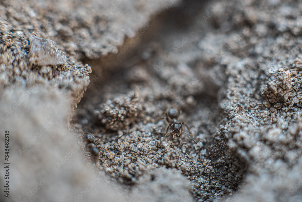 An ant photographed up close with foreground and background blurred An ant photographed up close with foreground and background blurred