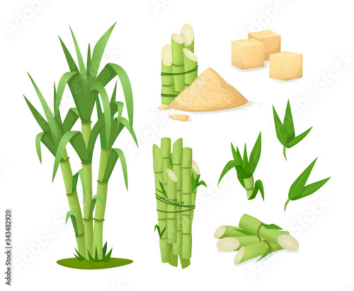 Cane sugar with stem and leaf plants. Fresh squeezed sugarcane in glass with stalk isolated, cubes, sugarcane plant, bamboo. Natural organic production food vector cartoon illustration