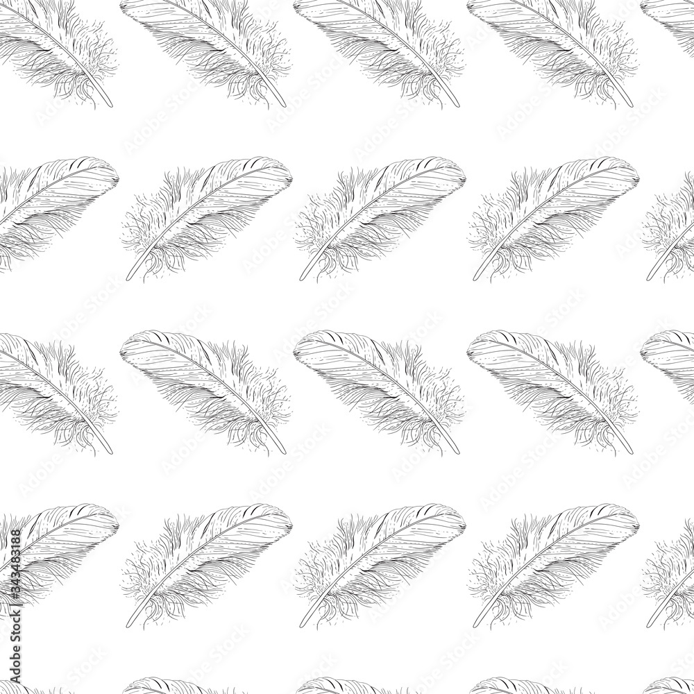 Bird feathers laid out on a white background Bird feathers laid out on a white background