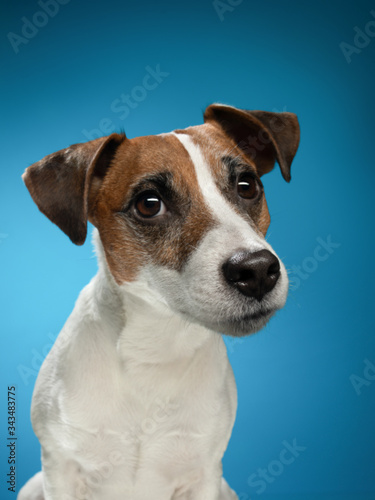 A brown and white dog looking at the camera