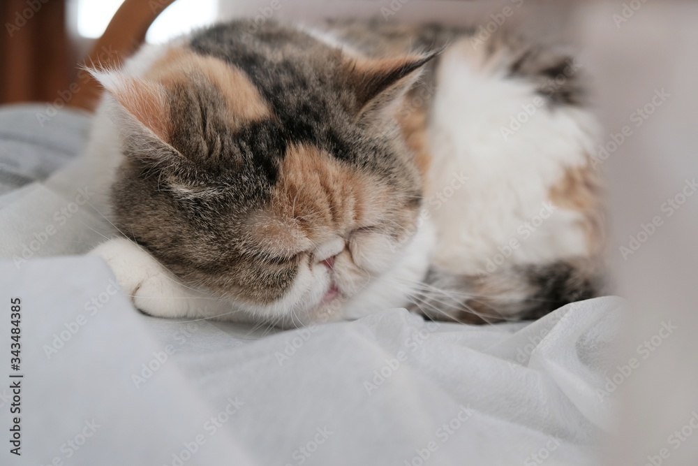 The little cat lies in white draped material and sleeps. This is the Exotic cat breed. It is similar to a Persian cat, but has short hair.