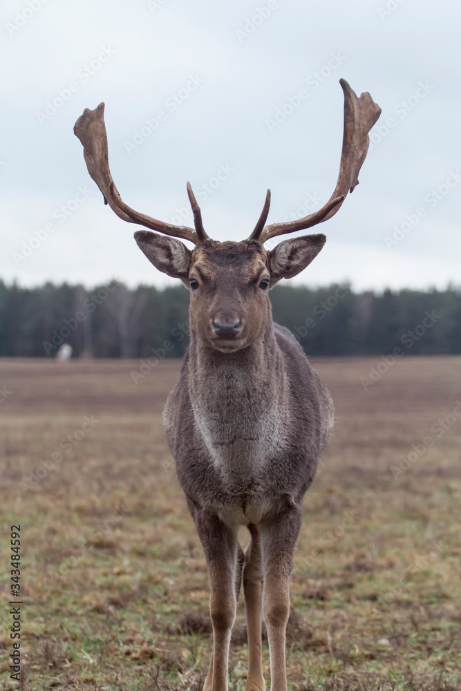 beautiful deer on the field beautiful deer on the field