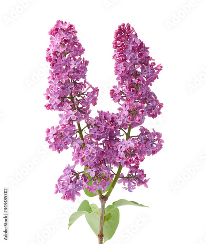 branch of purple lilac with flowers and green leaves isolated on white background