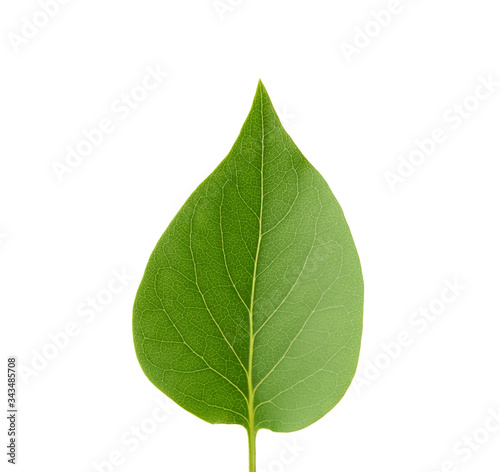 green leaf of lilac is isolated on a white background