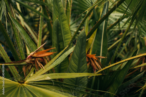 selective focus of green and fresh palm leaves