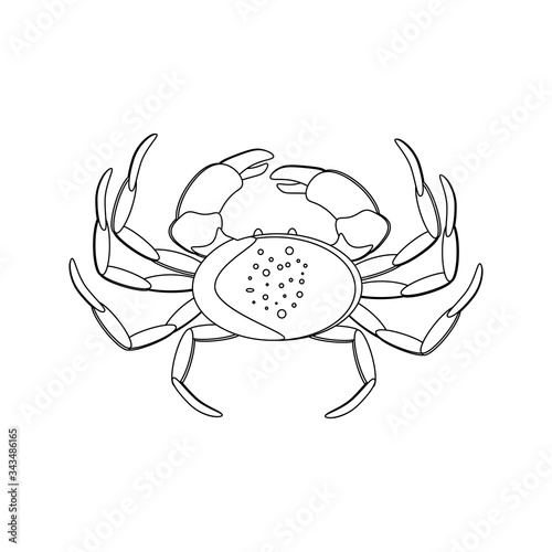 Crab organic marine seafood vector illustration outline