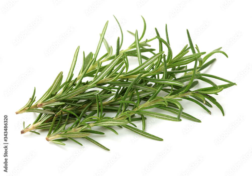 Branch of rosemary on white background. 