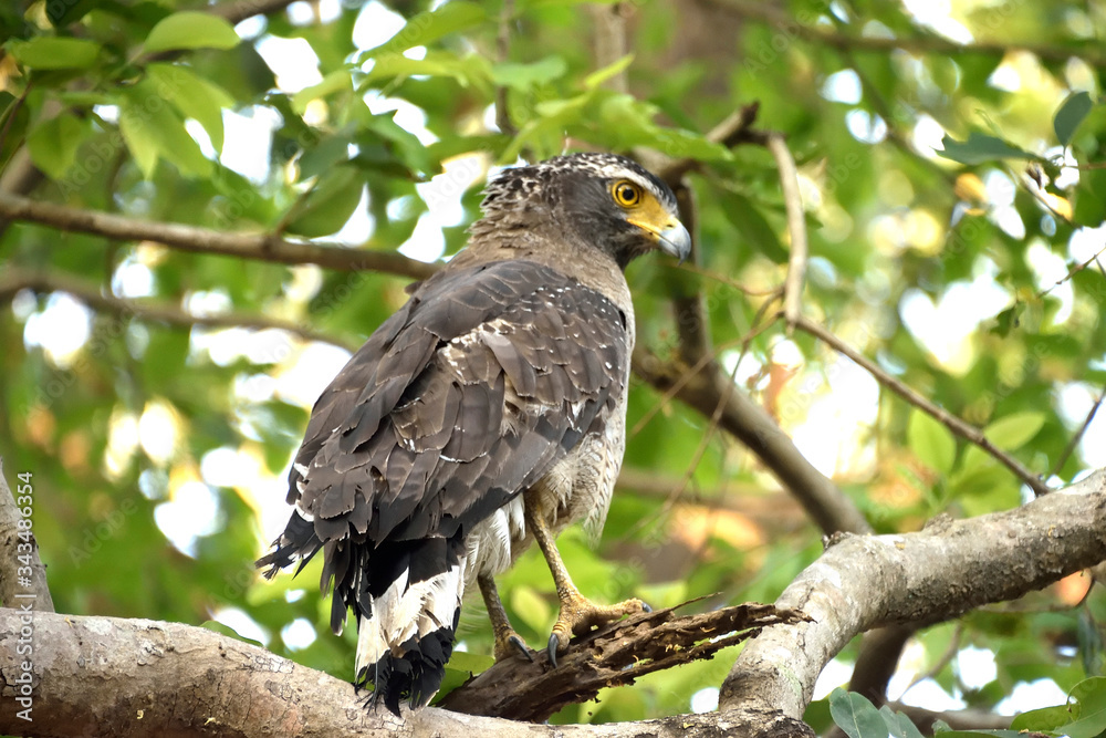 Fototapeta premium wildlife in Jim corbett tiger reserve forest