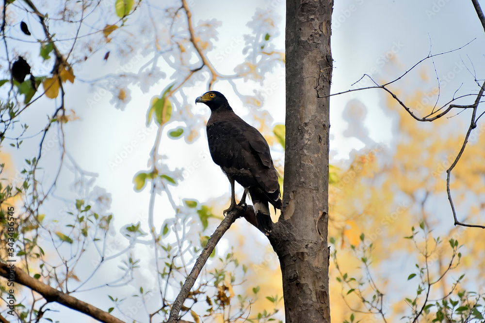 wildlife in Jim corbett tiger reserve forest wildlife in Jim corbett tiger reserve forest