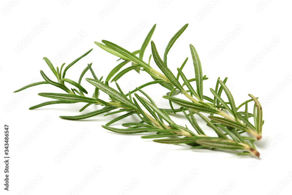 Fototapeta premium Branch of rosemary on white background. 