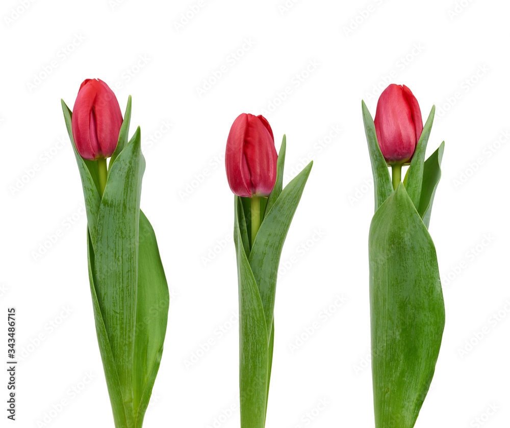 blooming red tulips with green leaves and green stem isolated on white background blooming red tulips with green leaves and green stem isolated on white background