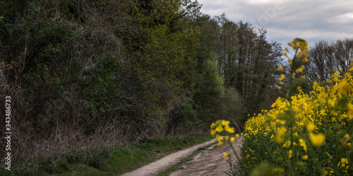 road in the rapseed field photo