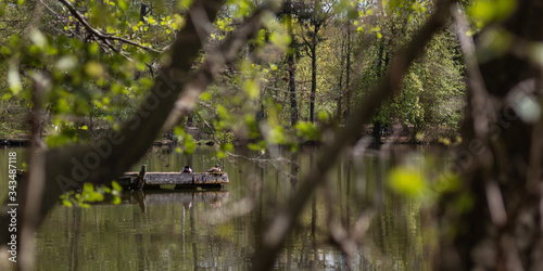 lake in the forest