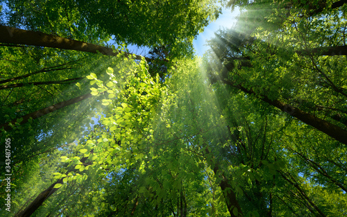Fototapeta Naklejka Na Ścianę i Meble -  Rays of light beautifully falling through the green foliage and enhancing the scenery of a beautiful lush tree canopy in a forest
