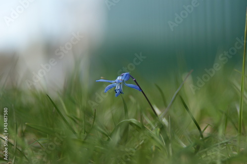 forget me not