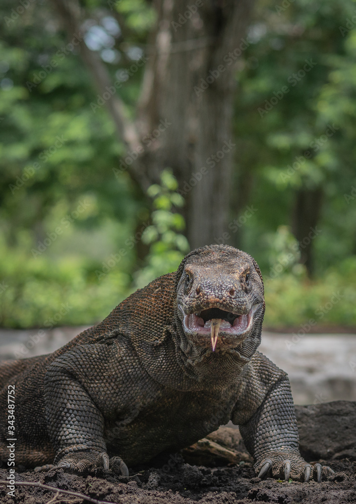 Obraz premium portret smoka z komodo