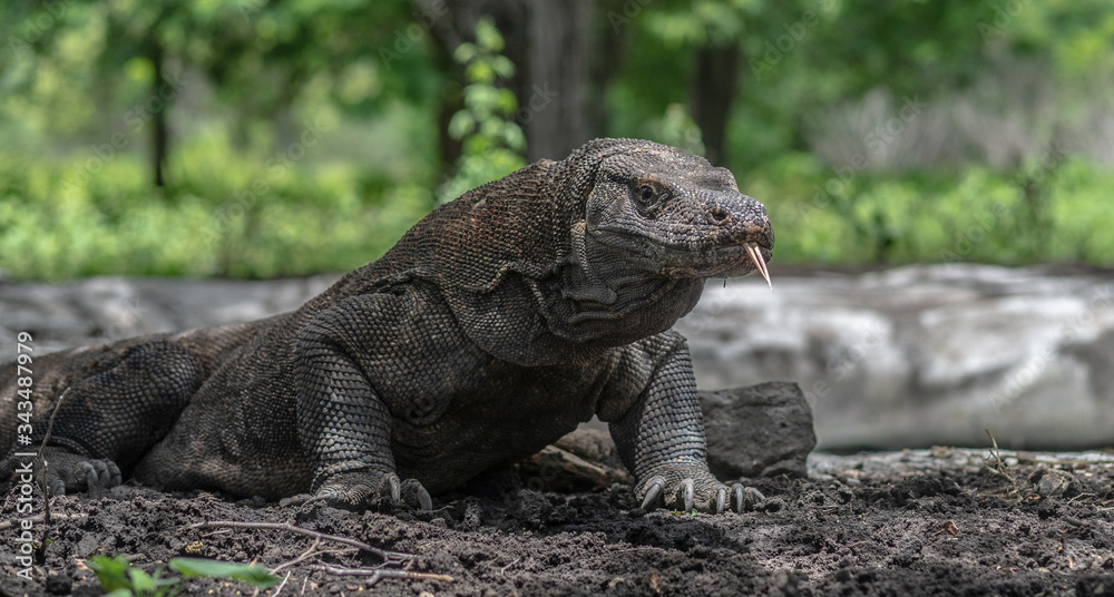 a portrait of komodo dragon in a wildlife