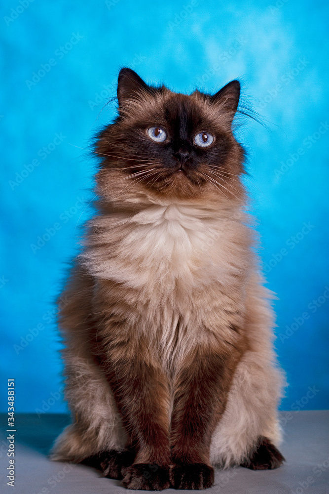 long-haired cat of the Neva masquerade breed