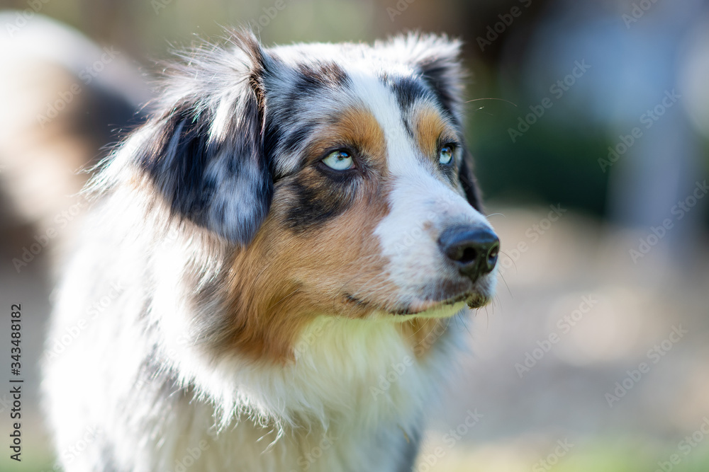 Australian Shepherd shallow depth of field big face to th side