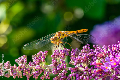 Close-up of a common darter  dragonfly which has landed on the purple flower of a butterfly bush