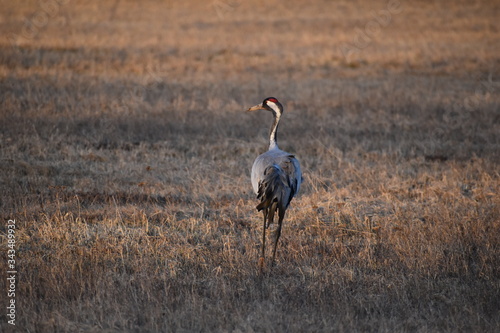 Crane bird walking on field.