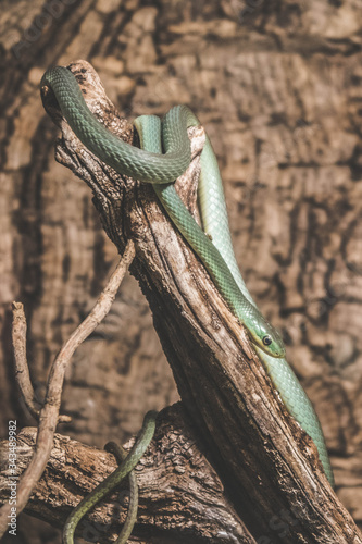 green snake on tree 