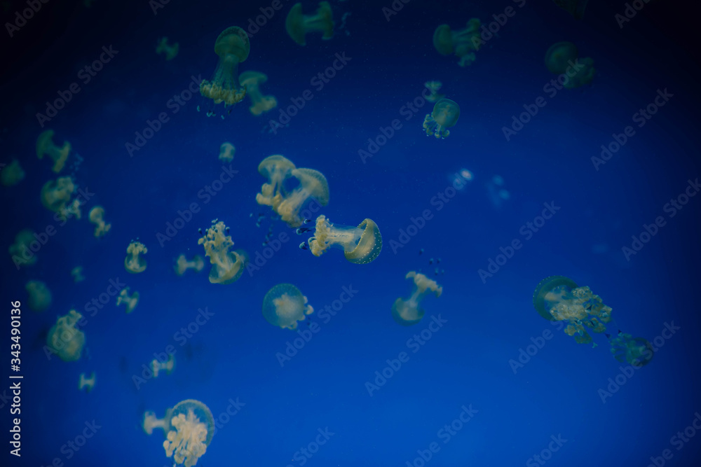 jellyfish underwater blue jellyfish underwater blue