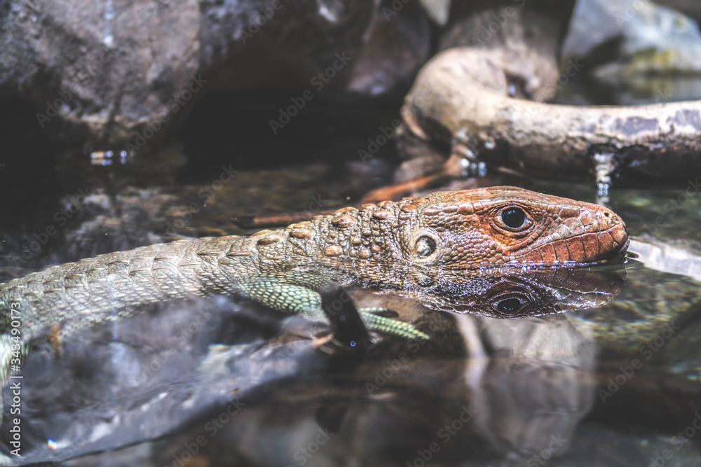 Obraz premium lizard in the water