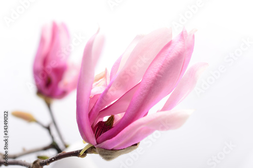 Beautiful delicate purple magnolia close up isolated on white background © Soyka