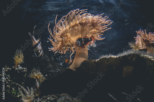clown fish anemone fish aquarium