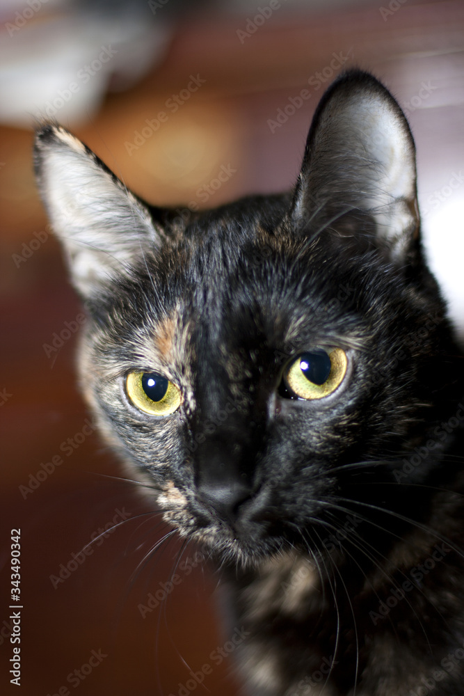 black yellow-eyed Shorthair cat